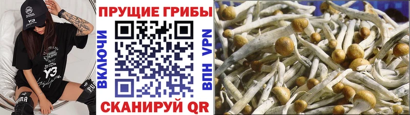 Псилоцибиновые грибы MAGIC MUSHROOMS  Домодедово 